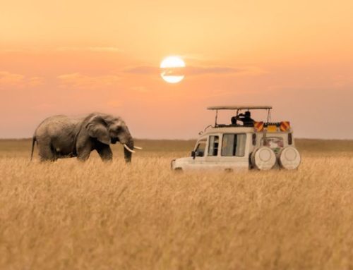 Single animal safaris: le esperienze più emozionanti nel mondo