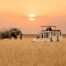 Single animal safaris