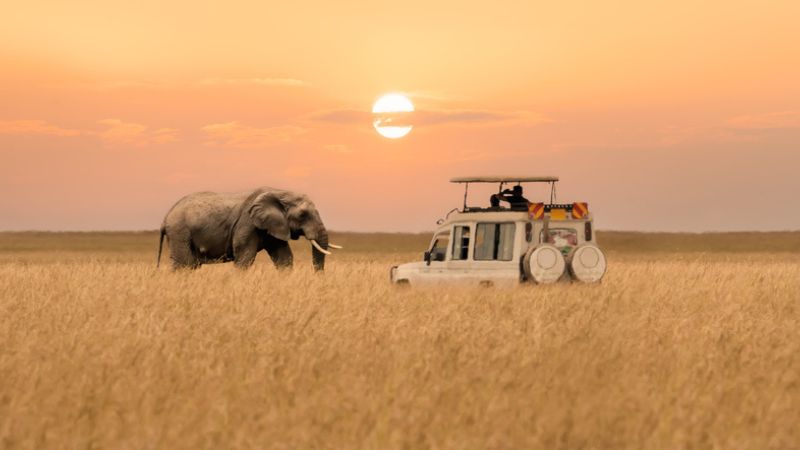 Single animal safaris