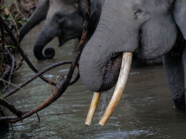 Super tuskers