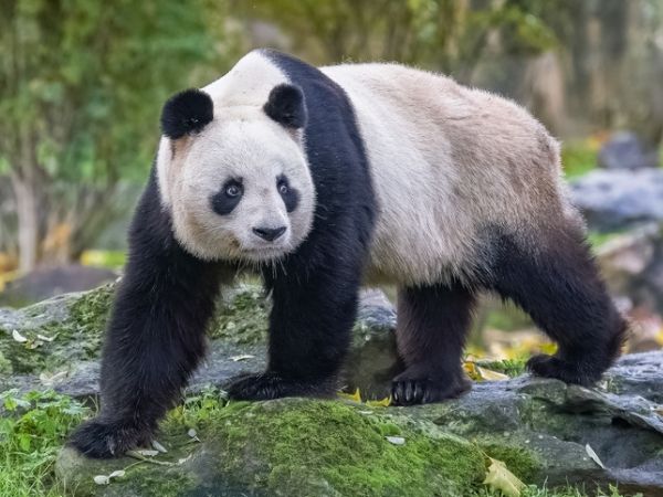 panfa gigante