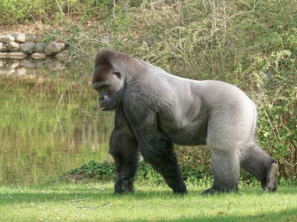Gorilla Trekking