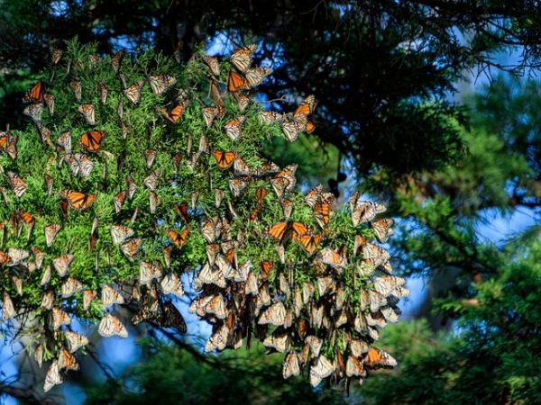 farfalle monarca