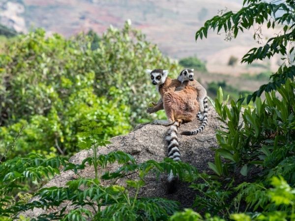 lemuri madagascar