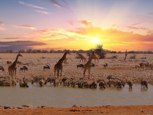 safari namibia