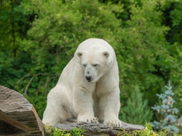 orso polare