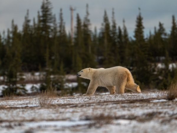 orso polare