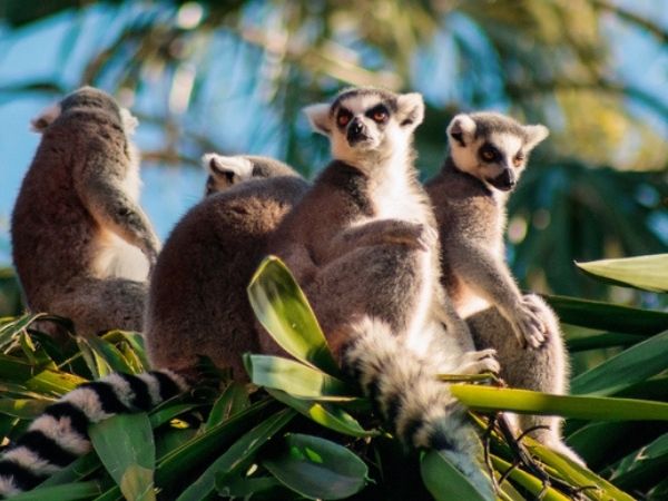 Lemuri del Madagascar
