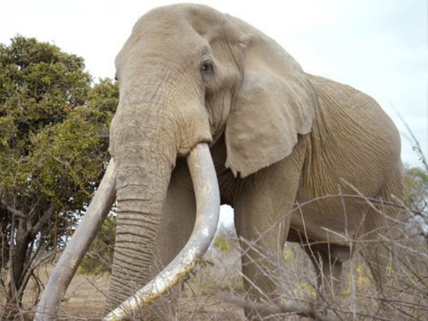 Super tuskers
