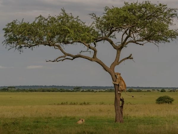 Singita Grumeti Reserve