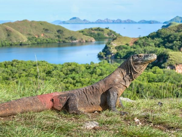 dragho di komodo