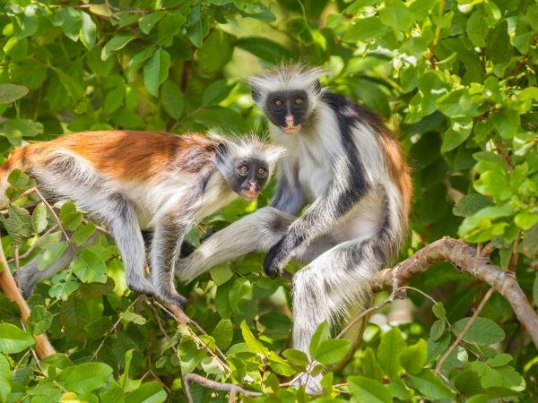 Il raro colobo rosso di Zanzibar, una specie presente soltanto sull’isola.