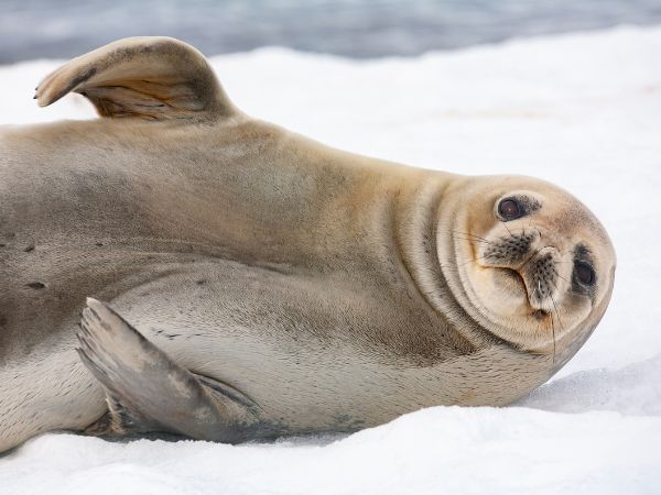 Escursione in Zodiac tra i ghiacciai della Penisola Antartica